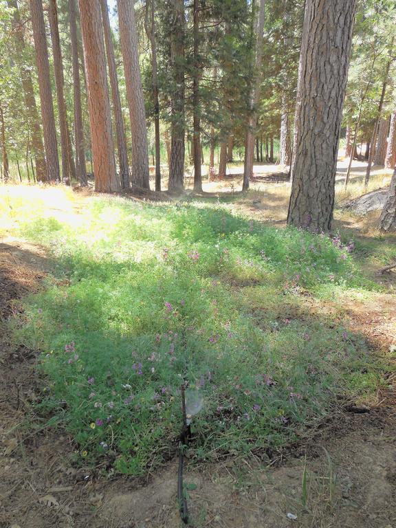 Yosemite Paradise Inn Колтервилл Экстерьер фото